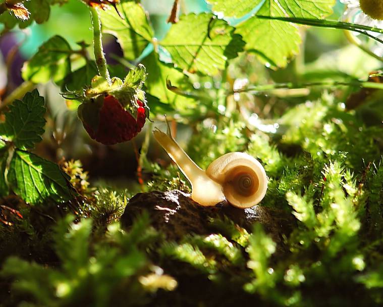 Consejos de jardineria para principiantes