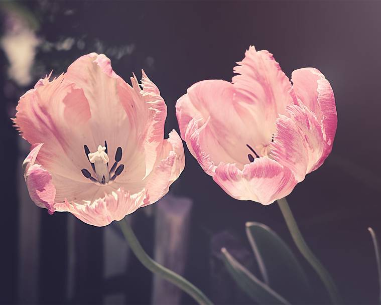 Consejos de jardinerá para principiantes