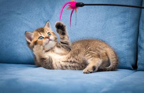 Antes de traer a tu gato a casa